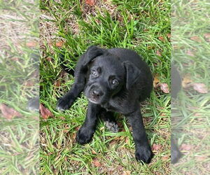 Labrador Retriever-Unknown Mix Dogs for adoption in Benton, PA, USA