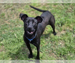 Morticia - Female Mutt Dog for Adoption - Photo #2
