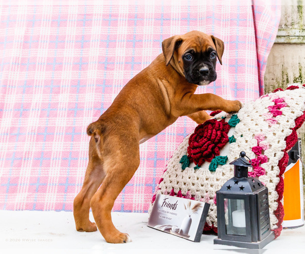 Medium Photo #6 Boxer Puppy For Sale in WAKARUSA, IN, USA