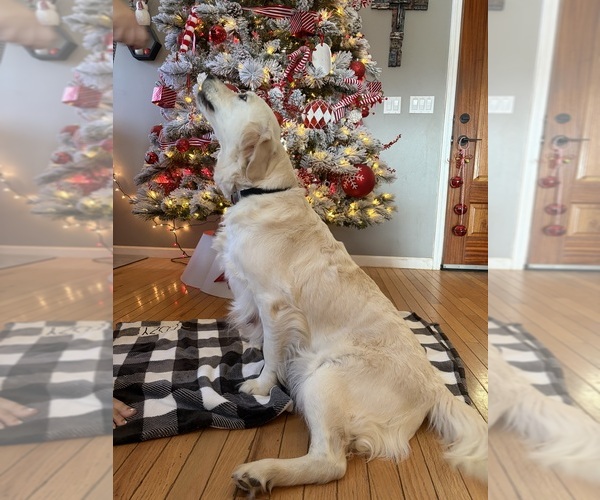 Medium Photo #1 English Cream Golden Retriever Puppy For Sale in BLAIRSVILLE, GA, USA