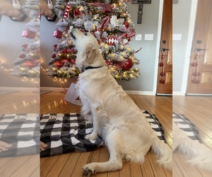 Mother of the English Cream Golden Retriever puppies born on 12/01/2025