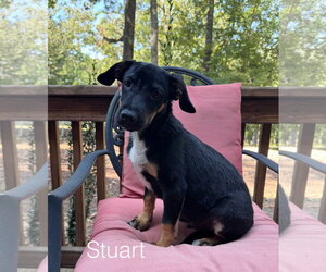 Stuart - Male Beagle-Unknown Mix Dog for Adoption - Photo #3