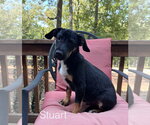 Small Photo #3 Beagle-Unknown Mix Puppy For Sale in Parker Ford, PA, USA