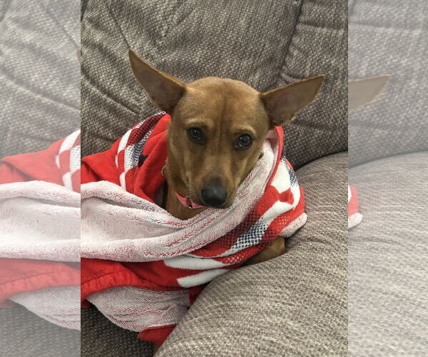 Medium Photo #2 Chihuahua-Unknown Mix Puppy For Sale in Virginia Beach, VA, USA