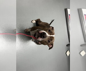 Mutt Dogs for adoption in St. Cloud, FL, USA