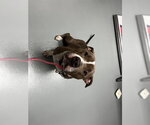 Small Mutt