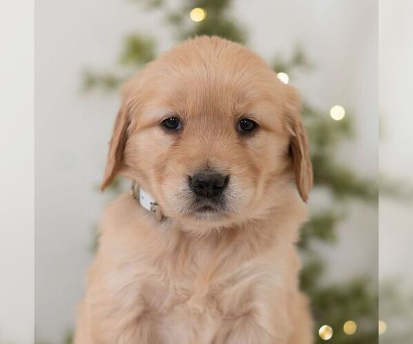 Medium Photo #5 Golden Retriever Puppy For Sale in NEWPORT, PA, USA