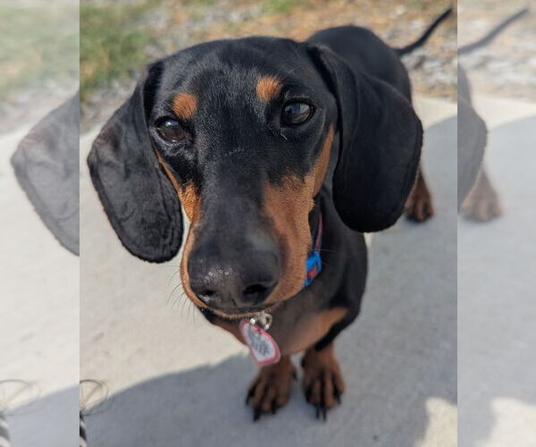 Medium Photo #1 Dachshund Puppy For Sale in Shelbyville, TN, USA