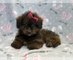 Small Photo #1 Poovanese Puppy For Sale in LAKELAND, FL, USA