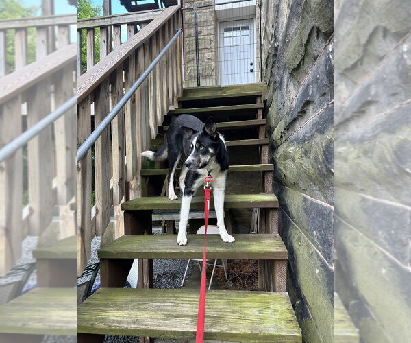 Medium Photo #2 Border Collie-Unknown Mix Puppy For Sale in Springdale, PA, USA