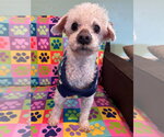 Small Poodle (Miniature)
