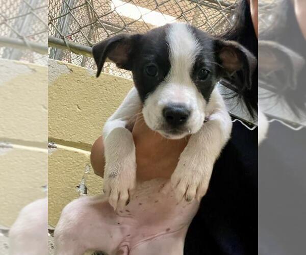 Medium Photo #1 Mutt Puppy For Sale in Tulsa, OK, USA