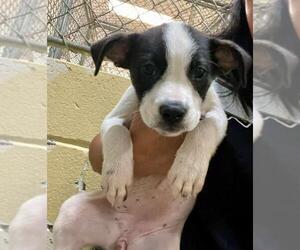 Mutt Dogs for adoption in Tulsa, OK, USA