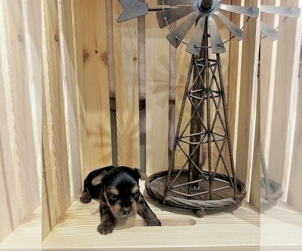 Medium Photo #7 Yorkshire Terrier Puppy For Sale in CASSVILLE, MO, USA