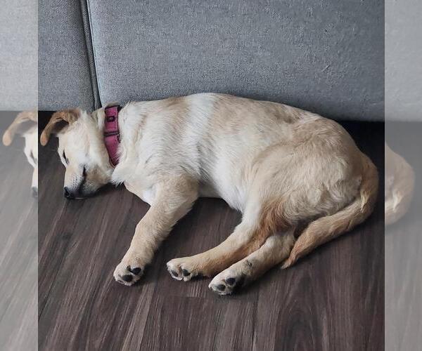 Medium Photo #3 Golden Pyrenees Puppy For Sale in Brooklyn Center, MN, USA