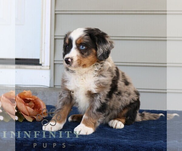 Medium Photo #2 Bernedoodle (Miniature) Puppy For Sale in NARVON, PA, USA