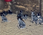 Small #2 Australian Cattle Dog
