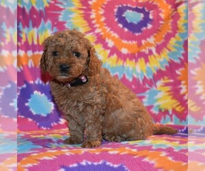 Goldendoodle-Poodle (Miniature) Mix Puppy for sale in SUNBURY, PA, USA