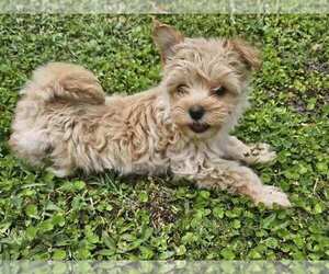 Morkie Puppy for sale in CONWAY, SC, USA
