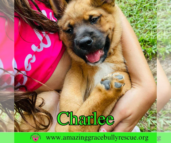 Medium Photo #10 Chow Chow-Unknown Mix Puppy For Sale in Pensacola, FL, USA