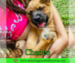 Small #9 Chow Chow Mix
