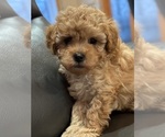 Puppy Puppy 1 Cavapoo (Miniature)