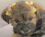 Puppy Puppy 3 YorkiePoo