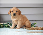 Small Photo #10 Golden Retriever Puppy For Sale in WOLCOTTVILLE, IN, USA