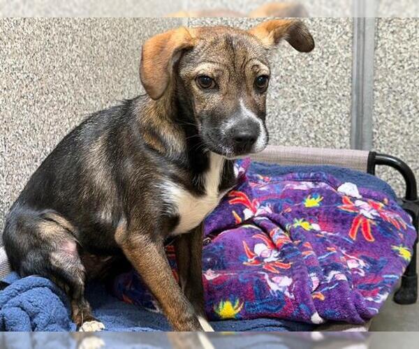 Medium Photo #1 Dachshund-Unknown Mix Puppy For Sale in Santa Rosa, CA, USA