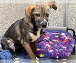 Small Dachshund Mix