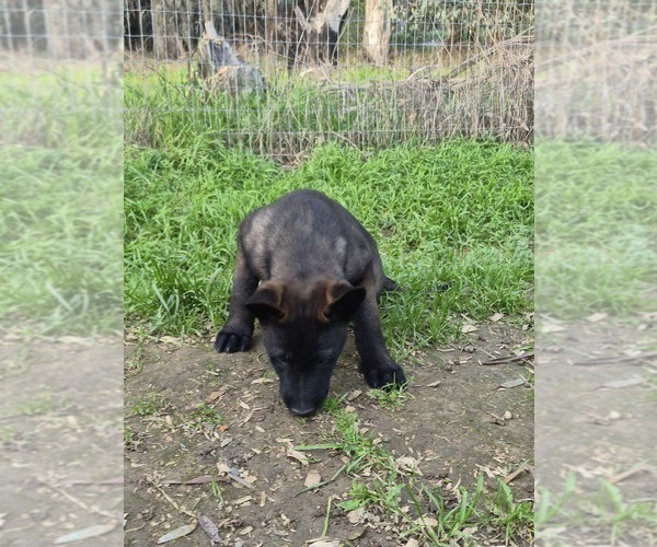 Medium Photo #11 Belgian Malinois Puppy For Sale in DIXON, CA, USA