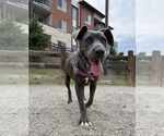 Small #3 Blue Lacy Mix