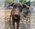 Small Photo #2 Mutt Puppy For Sale in Brooklyn, NY, USA