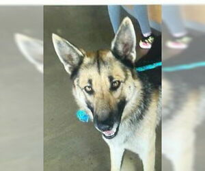 Mutt Dogs for adoption in Pampa, TX, USA