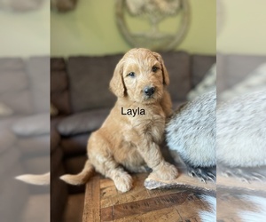 Golden Retriever Dog for Adoption in FORDLAND, Missouri USA