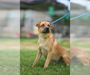 Chihuahua-Labrador Retriever Mix Dogs for adoption in garner, NC, USA