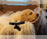 Small Photo #4 Golden Retriever Puppy For Sale in CARLTON, GA, USA