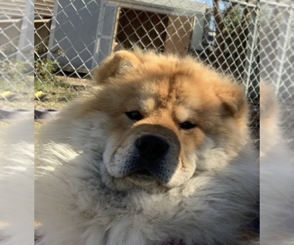Medium Photo #1 Chow Chow Puppy For Sale in FONTANA, CA, USA