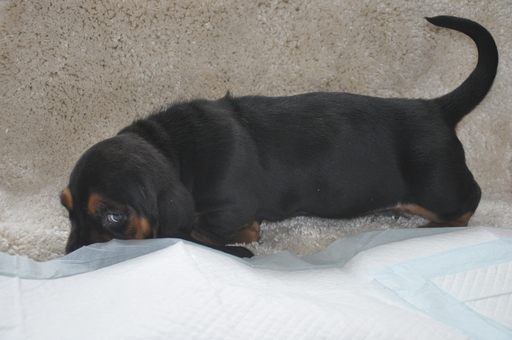 Medium Photo #5 Basset Hound Puppy For Sale in DEER VALLEY, UT, USA