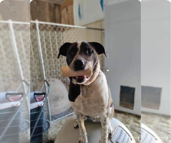 Medium Photo #6 Labrador Retriever-Red Heeler Mix Puppy For Sale in Stover, MO, USA