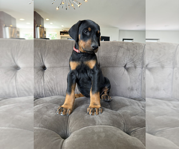 Medium Photo #10 Doberman Pinscher Puppy For Sale in PUYALLUP, WA, USA