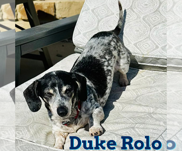 Medium Photo #7 Dachshund Puppy For Sale in San Antonio, TX, USA