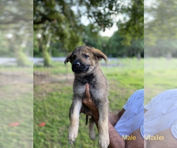 Medium Photo #7 German Shepherd Dog Puppy For Sale in PLANT CITY, FL, USA