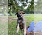 Small Photo #7 German Shepherd Dog Puppy For Sale in PLANT CITY, FL, USA