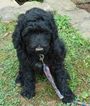 Small Photo #1 Pyredoodle Puppy For Sale in DALLAS, GA, USA
