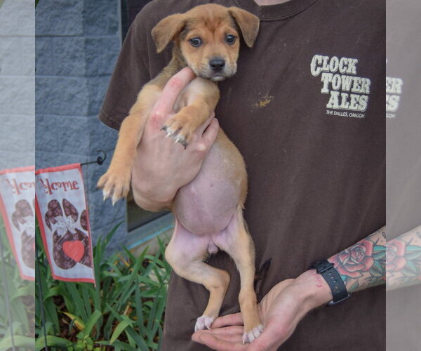 Medium Photo #3 American Staffordshire Terrier-German Shepherd Dog Mix Puppy For Sale in Huntley, IL, USA