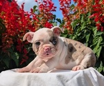 Small #3 Faux Frenchbo Bulldog