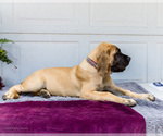 Small Photo #32 Mastiff Puppy For Sale in WAKARUSA, IN, USA