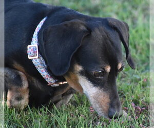 Dixie in TN (looking for a forever foster) - Female Dachshund Dog for Adoption - Photo #3