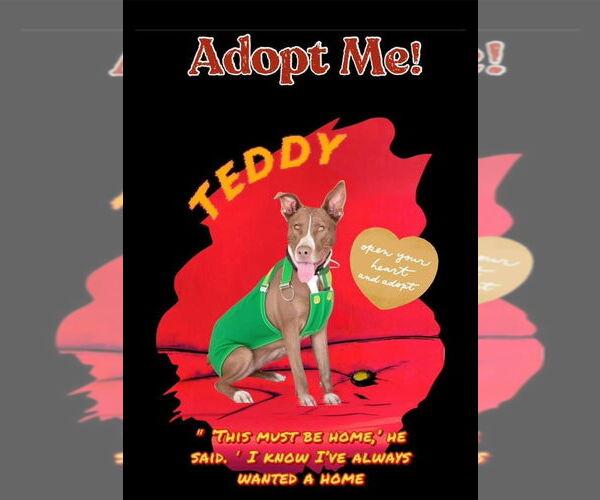 Medium Photo #8 American Pit Bull Terrier-Huskies  Mix Puppy For Sale in The Woodlands, TX, USA